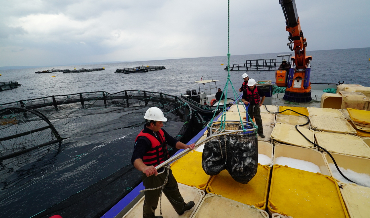 The annual farming production capacity of Sea Bream and Sea Bass is 5500-6000 tonne